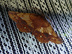 Garaeus specularis
