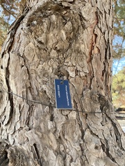 Pinus tabuliformis