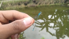 Pseudagrion microcephalum