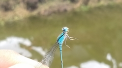 Pseudagrion microcephalum