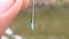 Pseudagrion microcephalum