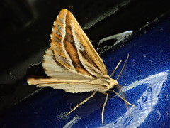 Pseudaspilates obliquizona