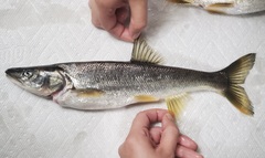 Ptychocheilus oregonensis