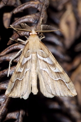 Chalastra aristarcha