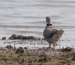 Streptopelia capicola