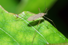 Amphineurus insulsus
