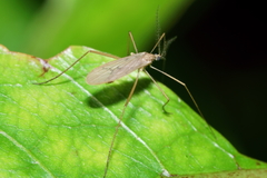Amphineurus insulsus