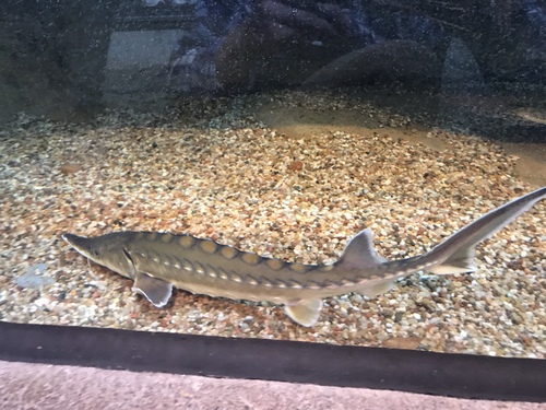 Acipenser oxyrinchus