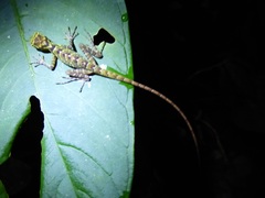 Anolis aequatorialis