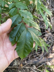 Micromelum minutum