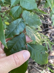 Micromelum minutum