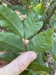Micromelum minutum