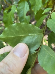 Micromelum minutum