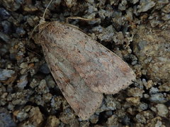 Diarsia nipponica