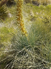 Aciphylla glaucescens