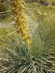 Aciphylla glaucescens