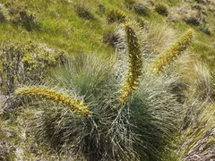 Aciphylla glaucescens