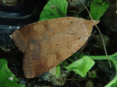 Sineugraphe bipartita