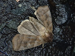 Ipimorpha retusa