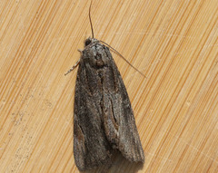 Catocala ultronia