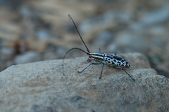 Macrochenus isabellinus