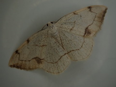 Lomographa simplicior