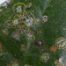 Strigula nitidula - Photo Ningún derecho reservado, uploaded by Peter de Lange