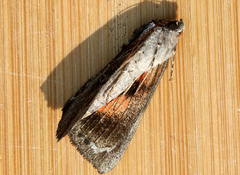 Catocala ultronia