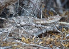 Bothrops diporus