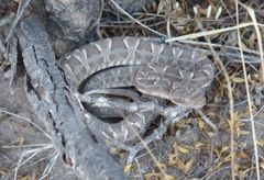 Bothrops diporus