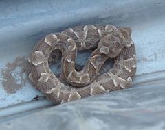 Bothrops diporus
