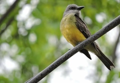 Tyrannus melancholicus