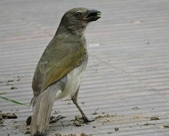 Saltator striatipectus