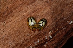 Peltoschema hamadryas