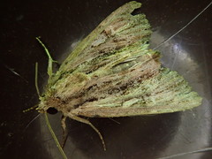 Apamea striata