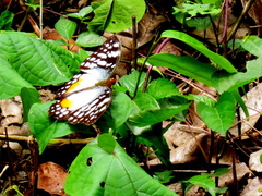 Cymothoe beckeri beckeri