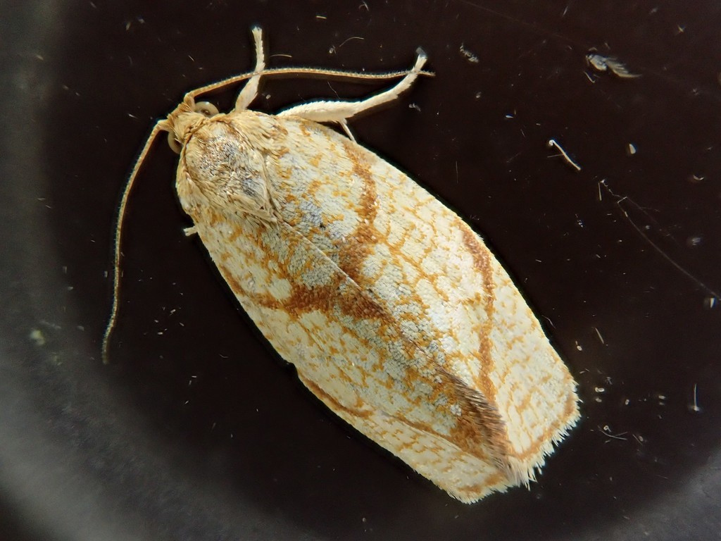 Ptycholoma imitator