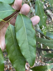 Cryptocarya microneura