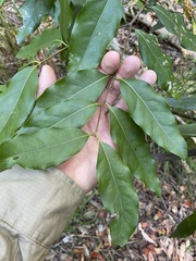 Cryptocarya microneura