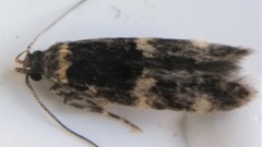 Oegoconia deauratella