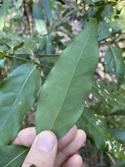 Cryptocarya microneura