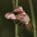 Bee Hummingbirds and Allies - Photo (c) James Bailey, some rights reserved (CC BY-NC), uploaded by James Bailey