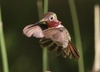 Bee Hummingbirds and Allies - Photo (c) James Bailey, some rights reserved (CC BY-NC), uploaded by James Bailey