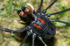 Forsteropsalis inconstans