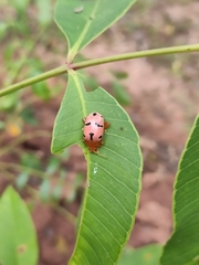 Podontia affinis