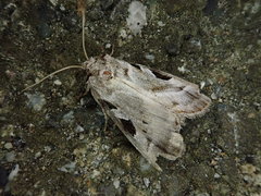 Eucarta virgo