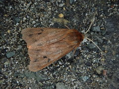 Phragmatobia amurensis