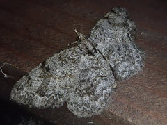 Protoboarmia faustinata