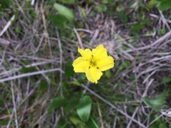 Liparophyllum exaltatum