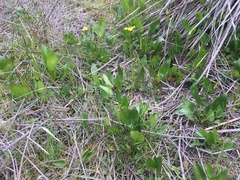 Liparophyllum exaltatum